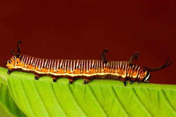 Beautiful Catepillar Crawling Leaf — Stock Photo, Image