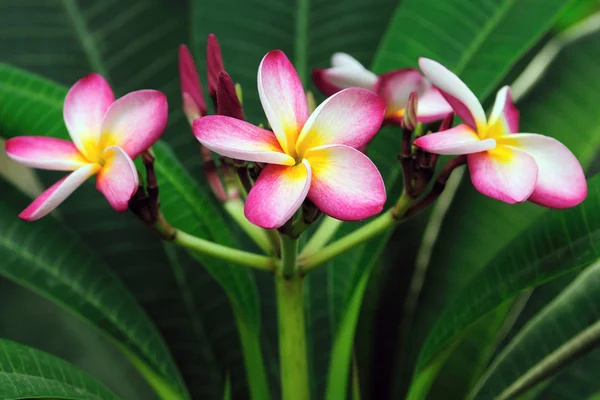 Ένα Κόκκινο Λουλούδι Των Τροπικών Της Χαβάης Μια Ηλιόλουστη Ημέρα — Φωτογραφία Αρχείου
