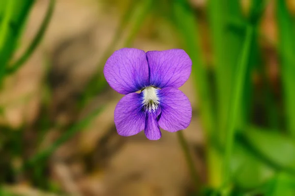 Bonita Flauta Violeta Sobre Fondo Natural Con Hierba — Foto de Stock