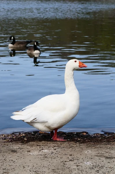 Whote Domestic Goose Waiting Enter Water — Stock Photo, Image