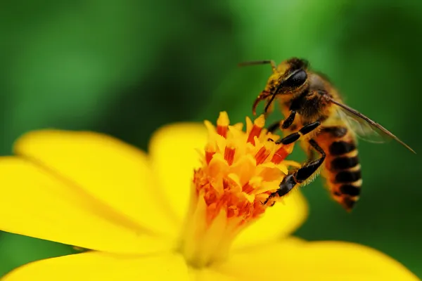 一只蜜蜂忙从花喝花蜜 免版税图库图片