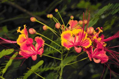 Gulmohar