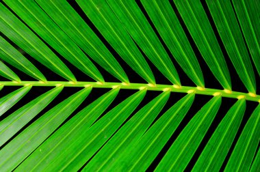 aşırı bir yeşil palmiye yaprağı makro yakın çekim