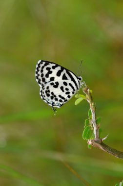 ortak pierrot