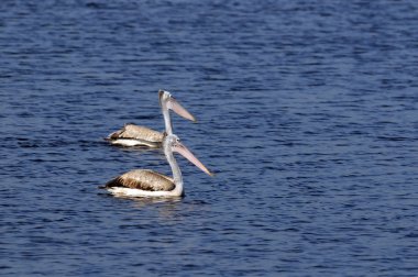 Spot pelican onun doğal yaşam alanı olarak faturalandırılır