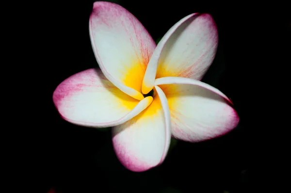 Detailní Obrázek Krásné Frangapini Květ — Stock fotografie