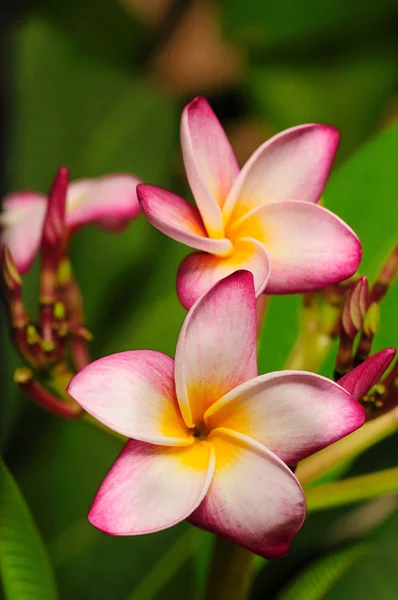 Zbliżenie Zdjęcie Kwiatu Piękne Frangapini — Zdjęcie stockowe