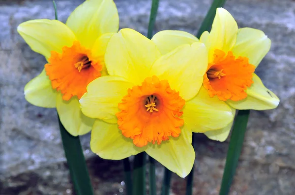 Leuchtend Gelbe Narzissen Markieren Den Beginn Des Frühlings — Stockfoto