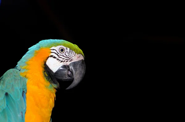 Macaw Colorato Isolato Terreno Arretrato Ablack — Foto Stock