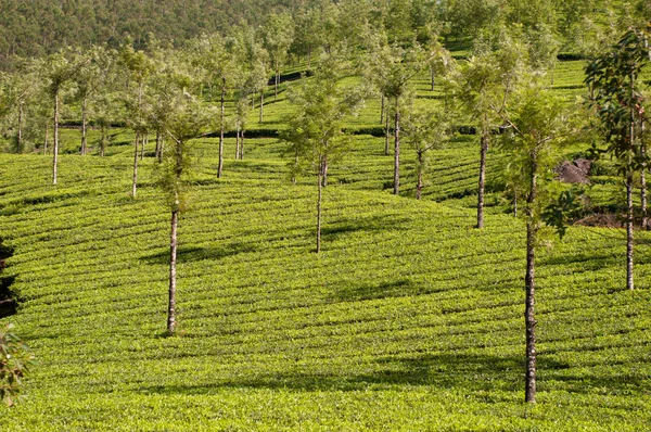 Folha Chá Com Plantação Fundo — Fotografia de Stock
