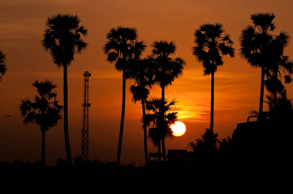 Palm Träd Solnedgången Gyllene Röd Himmel Bakgrundsbelysning Tropiacal Indien — Stockfoto