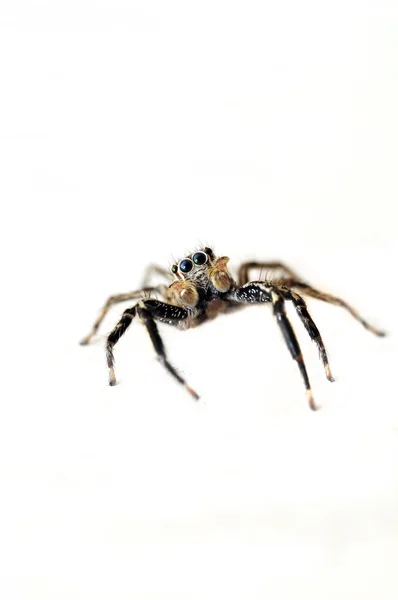 Eine Niedliche Springende Spinne Isoliert Auf Weißem Hintergrund — Stockfoto