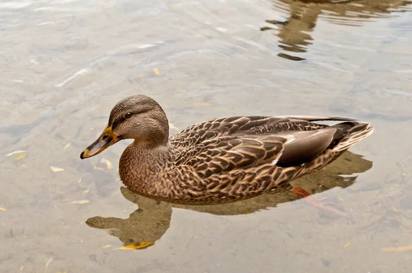 Yaban Ördeği Yakın Kamera Yüzüyor — Stok fotoğraf