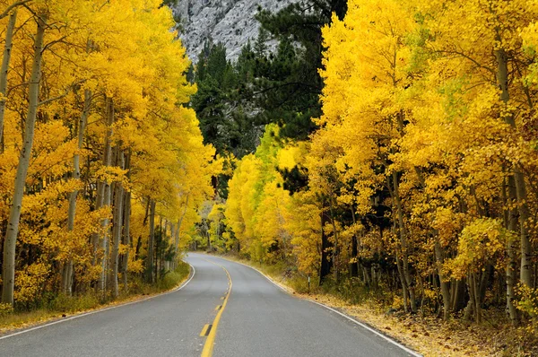 stock image Autumn Foliage