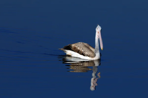 Beautiful Gray Pelican Action Local Pond — Stock Photo, Image