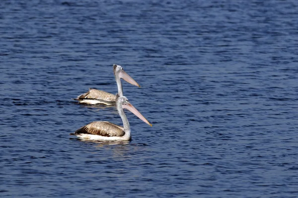 Spot Billed Pelican Hábitat Natural —  Fotos de Stock