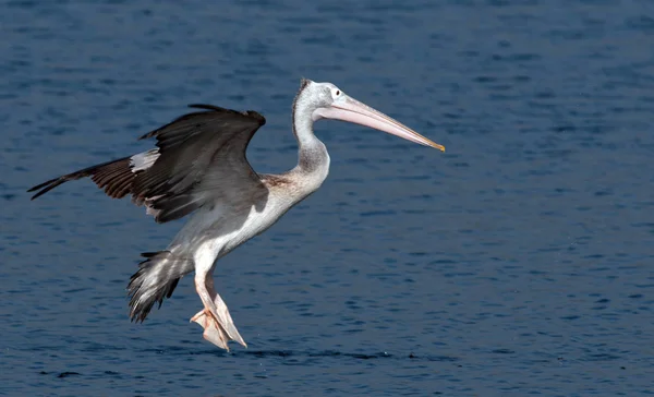 Ponto faturado pelicano — Fotografia de Stock