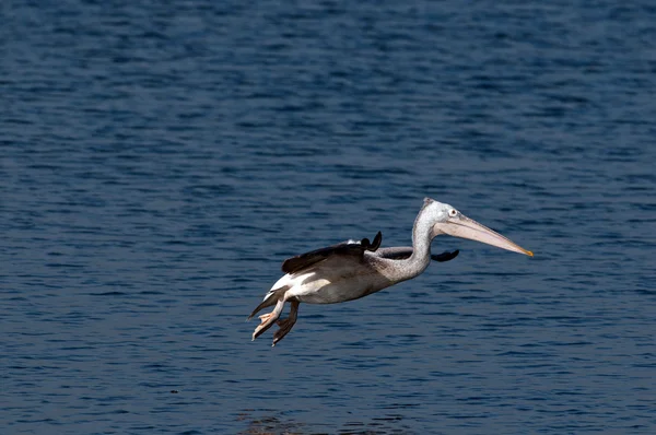 Miejscu Zapowiadane Pelikany Poszukuje Aktywnych Wcześnie Rano — Zdjęcie stockowe