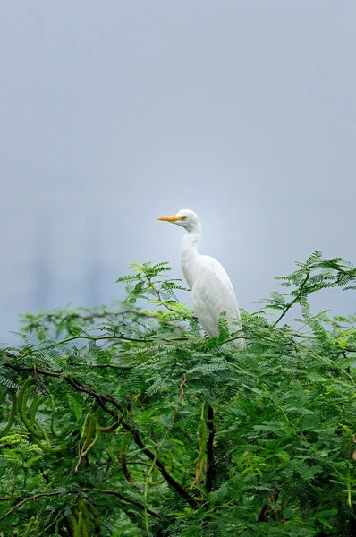 Aves Migratorias Pantano Pallikaranai India — Foto de Stock