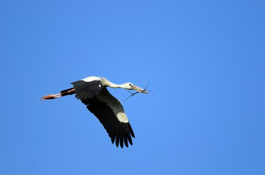 Asya openbill leylek