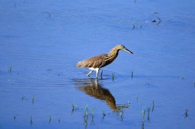 Indian Pond Heron