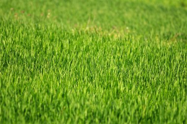 Green Grass clipart