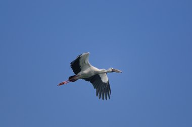 Asya openbill leylek