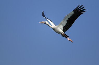 Asian Openbill stork clipart