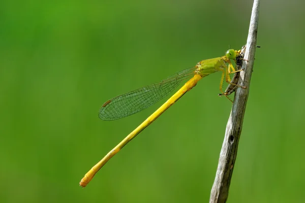 Damigella — Foto Stock