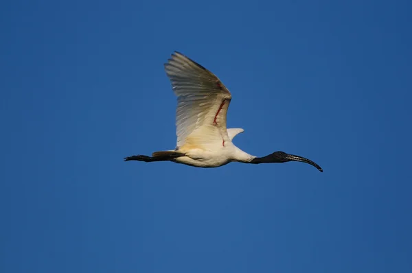 Czarny czele ibis — Zdjęcie stockowe