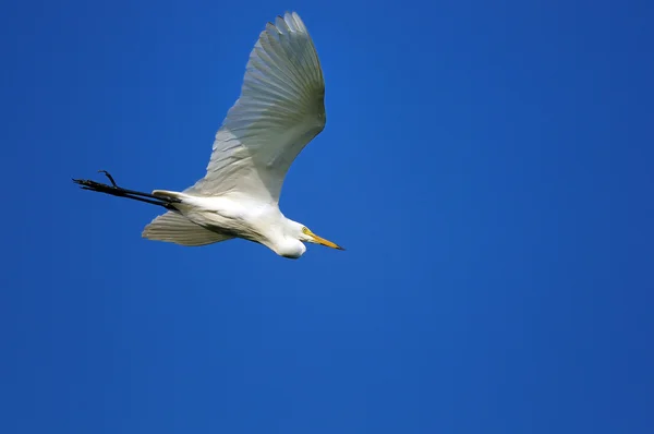 Egret... — Fotografia de Stock