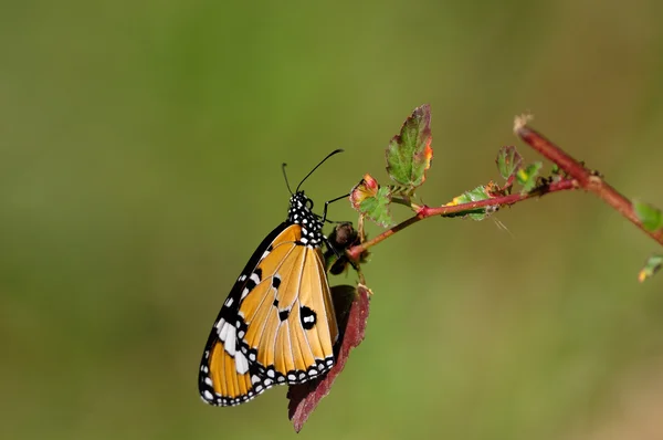 stock image Plain Tiger