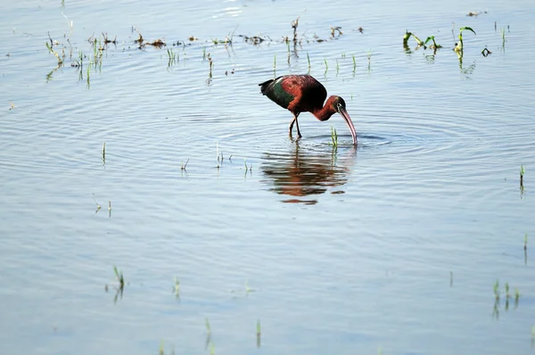 Parlak Ibis — Stok fotoğraf