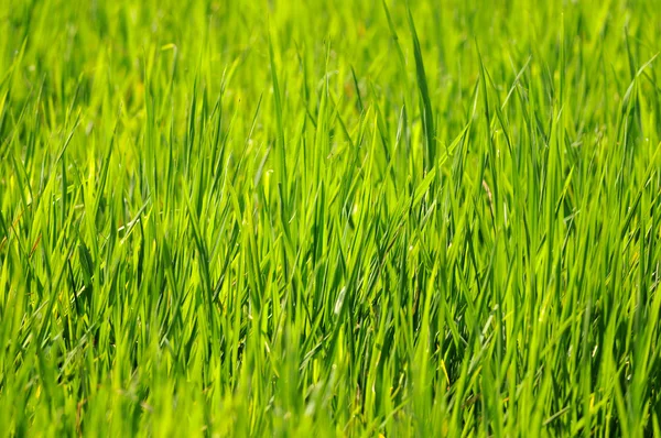 Green Grass — Stock Photo, Image