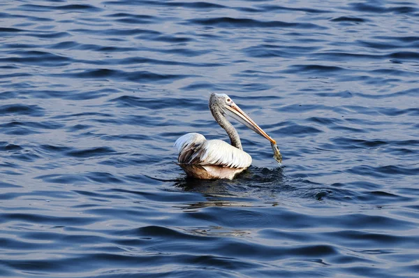 Ter plaatse gefactureerde pelikaan — Stockfoto