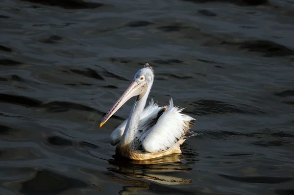 Spot Billed Pelican — Stock Photo, Image