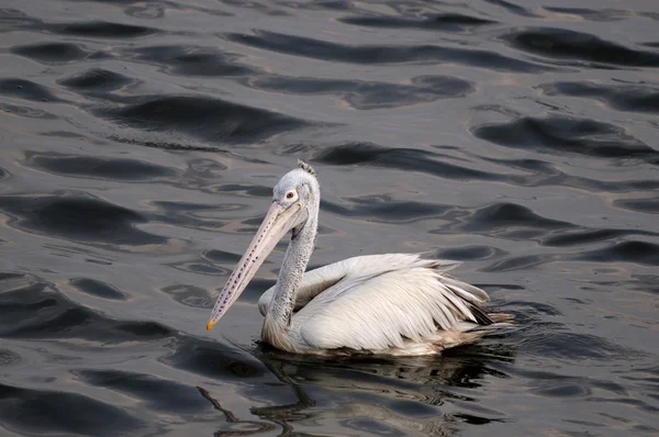 Pelikan spot faturalandırılır — Stok fotoğraf