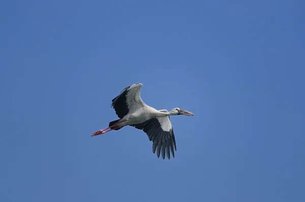 Asiatiska openbill stork — Stockfoto