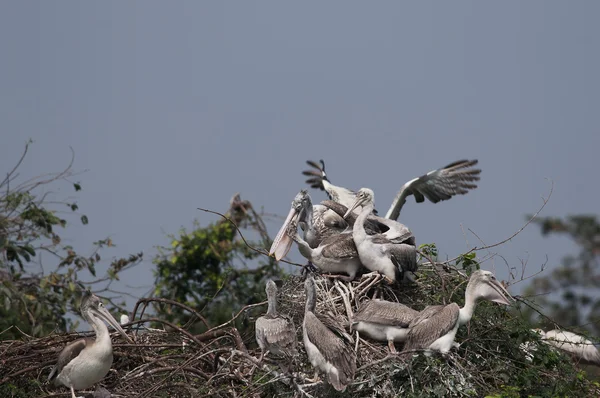 Plats faktureras pelican — Stockfoto