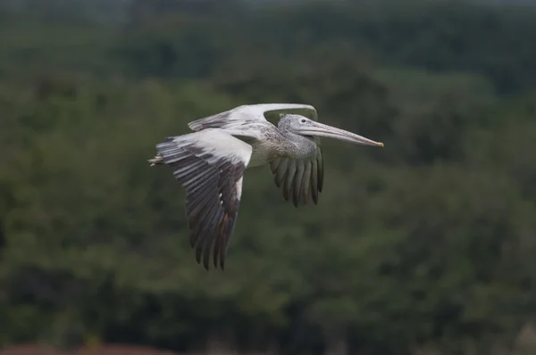 Ponto faturado pelicano — Fotografia de Stock