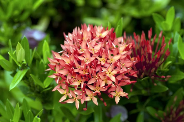 Квітка Ixora — стокове фото
