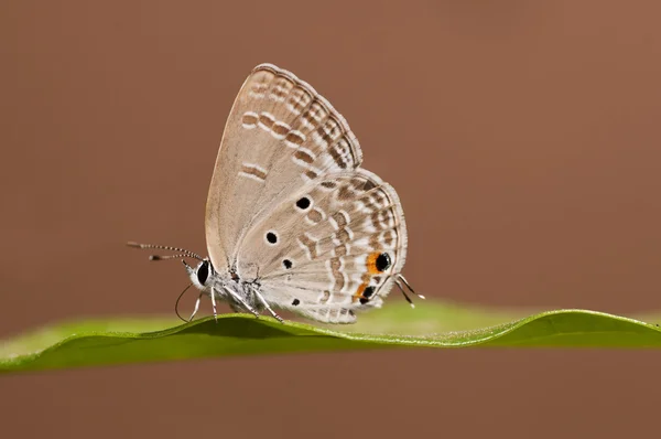 Pánduovců motýl — Stock fotografie