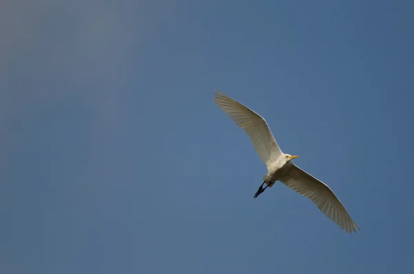 Egret — Stock Photo, Image