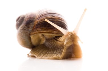 Snail. animal isolated on the white background clipart