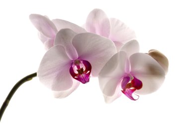 beyaza beyaz orkide