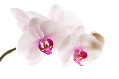 White orchid on white clipart