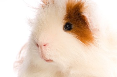 Guinea pig clipart