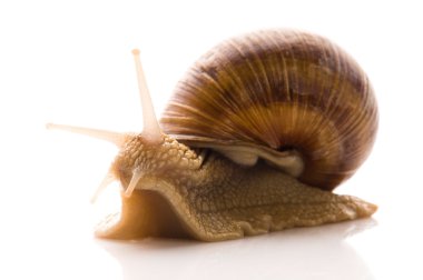 Snail on white clipart