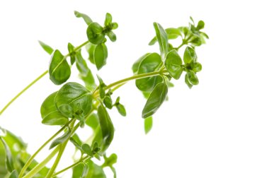 Fresh leafs of thyme herbs on a white background clipart