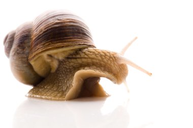 Snail. animal isolated on the white background clipart